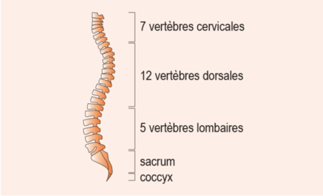 Colonne vertébrale - Fédération hospitalière de la colonne vertébrale - CHU de Montpellier - Agrandir l'image (fenêtre modale)